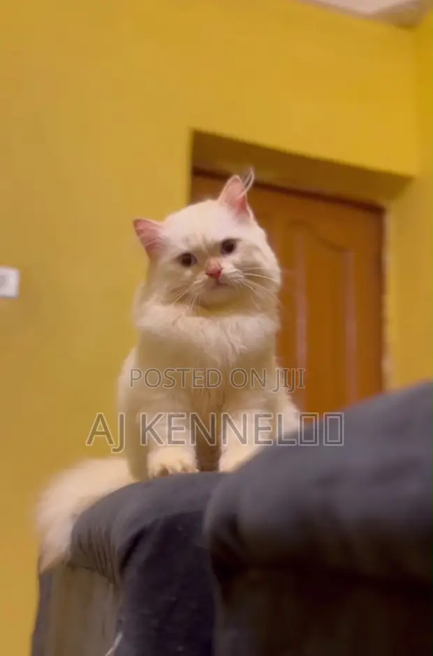 Purebred Persian Kitten - 3-6 Months Old - 1