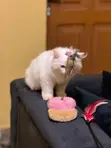 Purebred Persian Kitten - 3-6 Months Old - 2