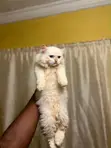 Purebred Persian Kitten - 3-6 Months Old - 3