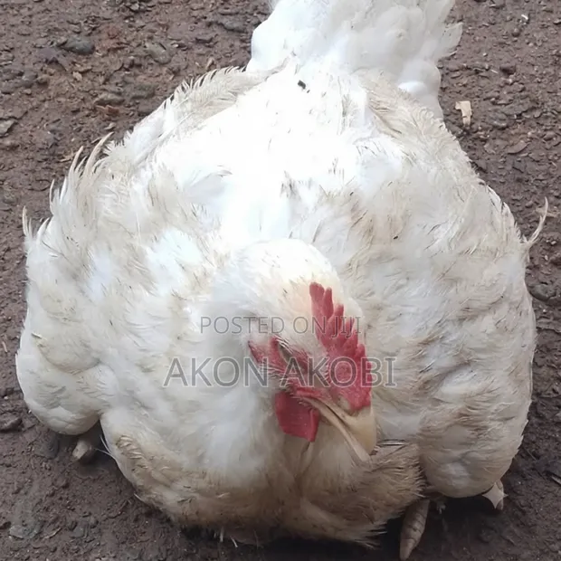 Buchflame Organic Broiler Chicken - 1