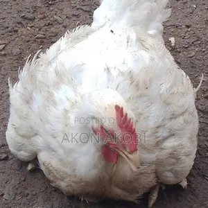 Buchflame Organic Broiler Chicken