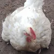 Buchflame Organic Broiler Chicken - 1
