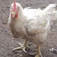 Buchflame Organic Broiler Chicken - 2