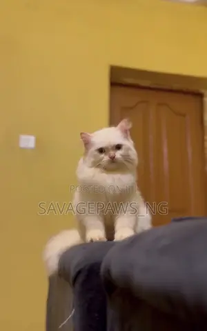 Kare Persian Mai Tsarki - Wata 4