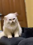 Kare Persian Mai Tsarki - Wata 4 - 4