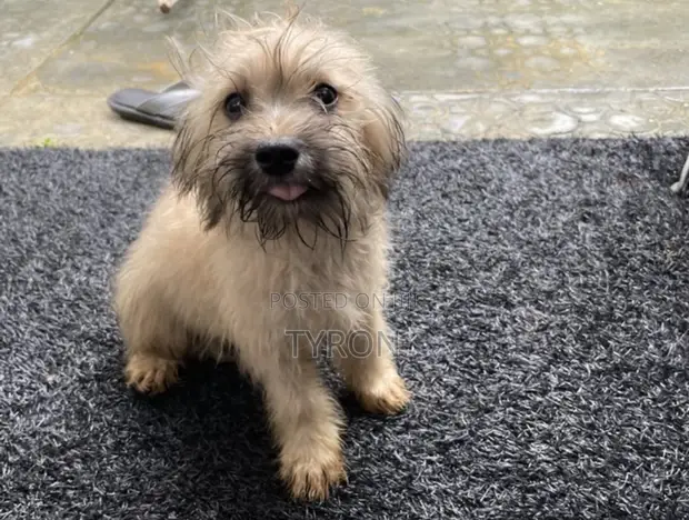 Purebred Lhasa Apso Puppy - 3-6 Months Male - 1