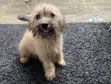 Purebred Lhasa Apso Puppy - 3-6 Months Male - 1
