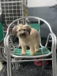 Purebred Lhasa Apso Puppy - 3-6 Months Male - 2