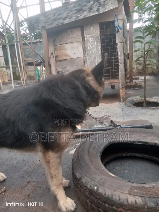 Mazin German Shepherd Namiji, Sama Da Shekara 1 - 1