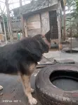 Mazin German Shepherd Namiji, Sama Da Shekara 1 - 1