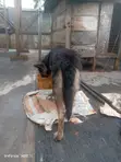 Mazin German Shepherd Namiji, Sama Da Shekara 1 - 2