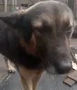 Mazin German Shepherd Namiji, Sama Da Shekara 1 - 3