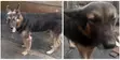 Mazin German Shepherd Namiji, Sama Da Shekara 1 - 4