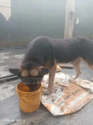 Mazin German Shepherd Namiji, Sama Da Shekara 1