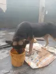 Mazin German Shepherd Namiji, Sama Da Shekara 1 - 5