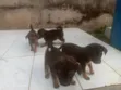 0-1 Month Male Mixed Breed Puppy - 1