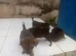 0-1 Month Male Mixed Breed Puppy - 2
