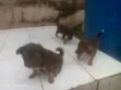 0-1 Month Male Mixed Breed Puppy - 3