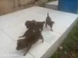 0-1 Month Male Mixed Breed Puppy - 4