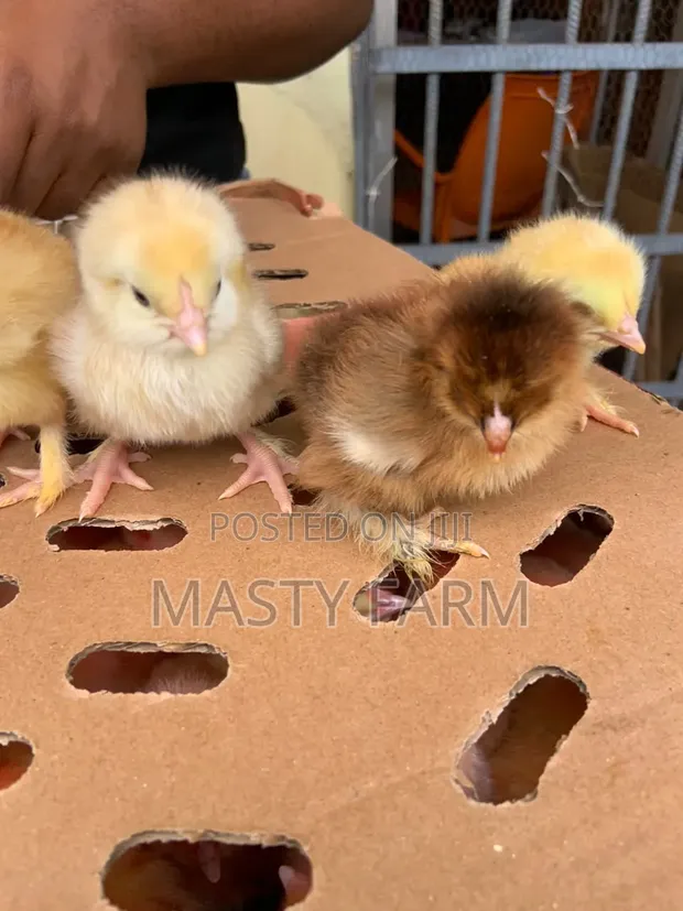 Brahma Chicks Masu Gaskiya - 1