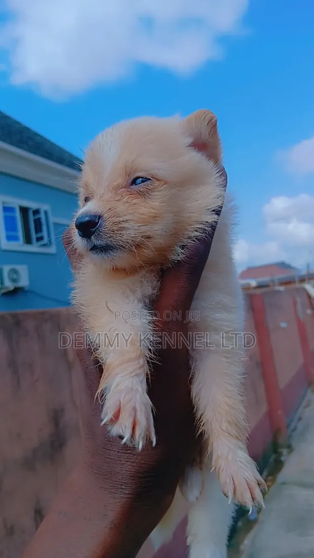 Kare 1-3 Watan Namiji Mai Tsarki na American Eskimo - 1