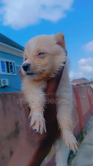 Kare 1-3 Watan Namiji Mai Tsarki na American Eskimo