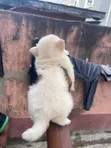 Kare 1-3 Watan Namiji Mai Tsarki na American Eskimo - 2