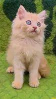 Purebred Persian Kitten - Male, 3-6 Months - 1
