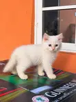 Purebred Persian Kitten - Male, 3-6 Months - 2