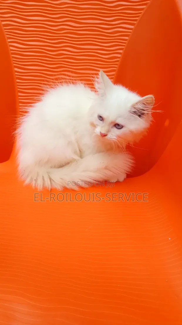 Purebred Persian Kitten - 1-3 Months Old - 1