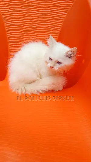 Kare-karen Persian Mai Tsarki - Watan 1-3