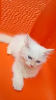 Purebred Persian Kitten - 1-3 Months Old - 2