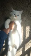 Purebred Persian Kitten - 1-3 Months Old - 3