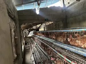 Layers Chicken Hens for Sale