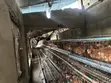 Layers Chicken Hens for Sale - 1