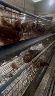 Layers Chicken Hens for Sale - 4