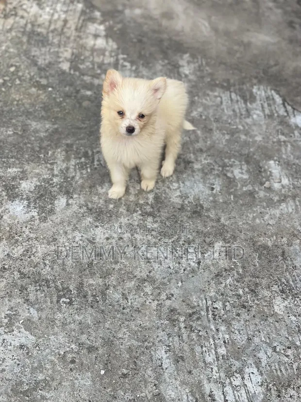 American Eskimo Puppy - 1-3 Months Old - 1