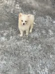Kare American Eskimo - Wata 1-3 Da Haihuwa - 1