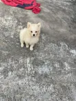 Kare American Eskimo - Wata 1-3 Da Haihuwa - 2