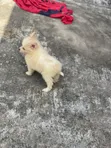 Kare American Eskimo - Wata 1-3 Da Haihuwa - 3