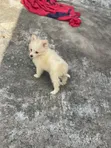Kare American Eskimo - Wata 1-3 Da Haihuwa - 4