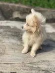 Kare American Eskimo - Wata 1-3 Da Haihuwa - 5