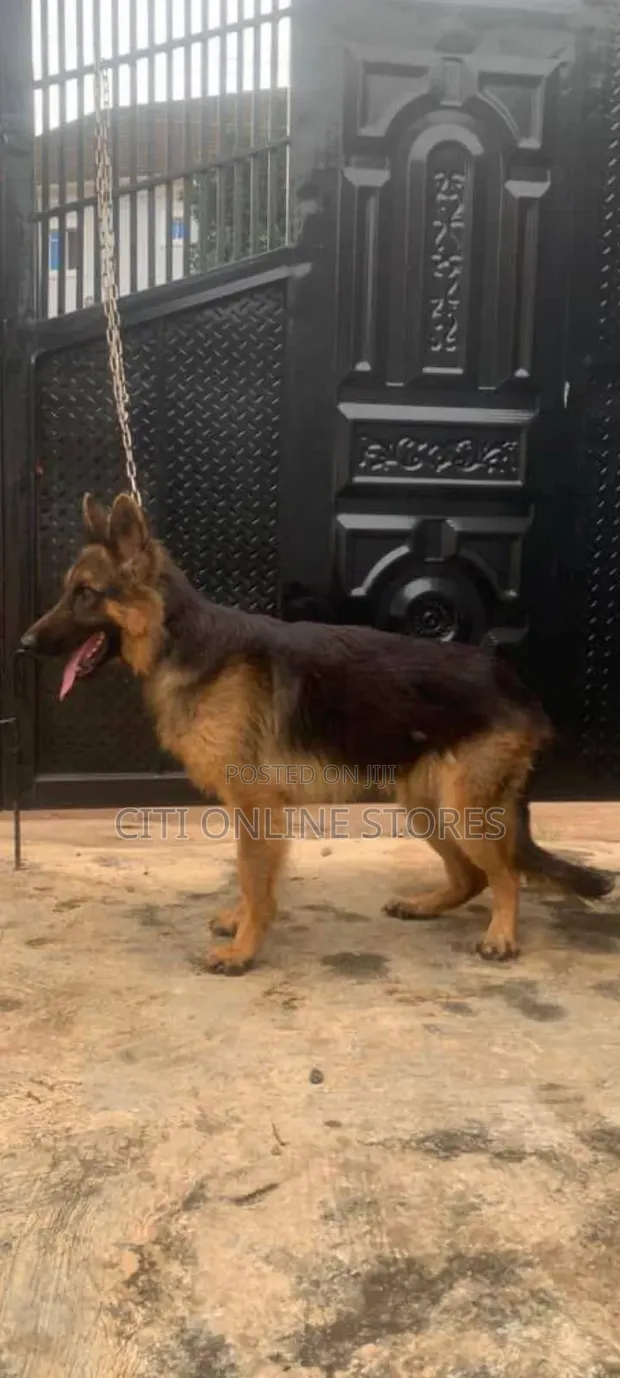 Mazaunin Cikakken Zuriya na German Shepherd, Sama da Shekara 1 - 1