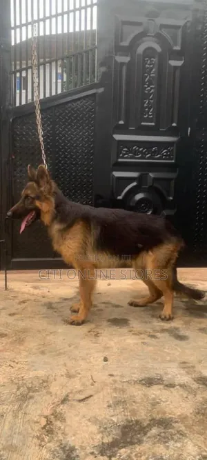 Purebred German Shepherd, 1+ Year Male