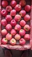 Farm Fresh Yogurt and Sweet Apples - 2