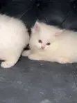 Purebred Persian Male Kitten (1-3 Months) - 1