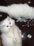 Purebred Persian Male Kitten (1-3 Months) - 2