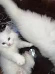 Purebred Persian Male Kitten (1-3 Months) - 3