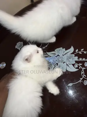 Purebred Persian Male Kitten (1-3 Months)