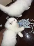 Purebred Persian Male Kitten (1-3 Months) - 4